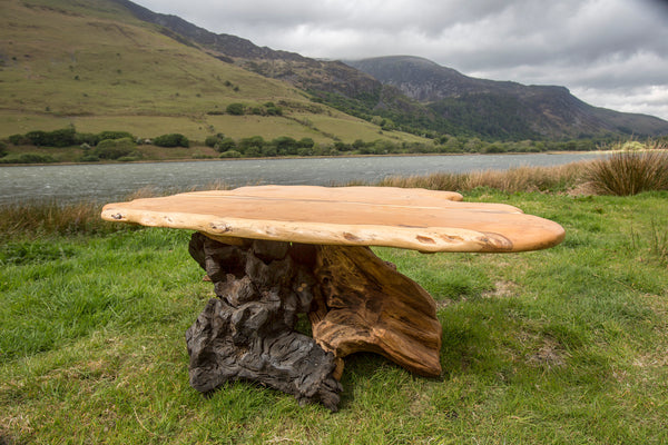Rustic Salvaged Yew, Oak and Bog Oak Stump Coffee Table. Handmade in Wales, UK. Full View
