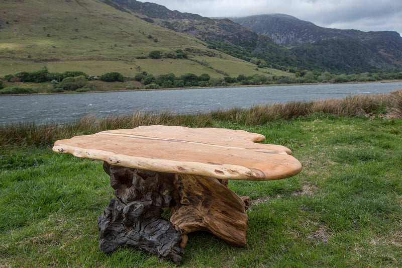Rustic Salvaged Yew, Oak and Bog Oak Stump Coffee Table. Handmade in Wales, UK. View from Top.
